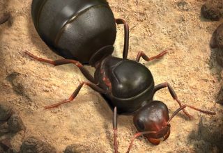 The Ants Apk Mod Para Hilesi İndir 3.21.0